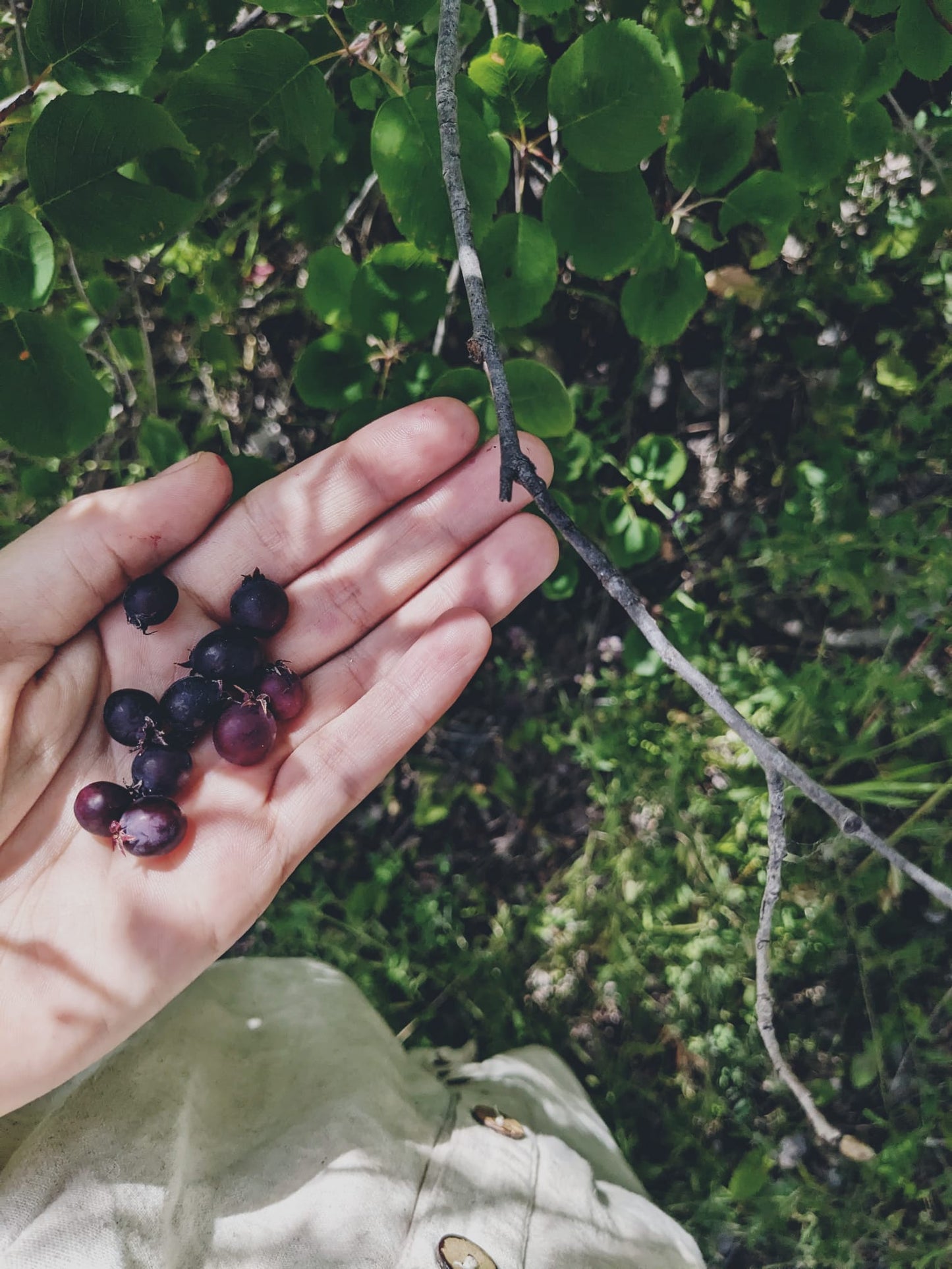 Golden Light - Fireweed, wild raspberry, blackberry, saskatoon & California poppy oxymel - 4oz