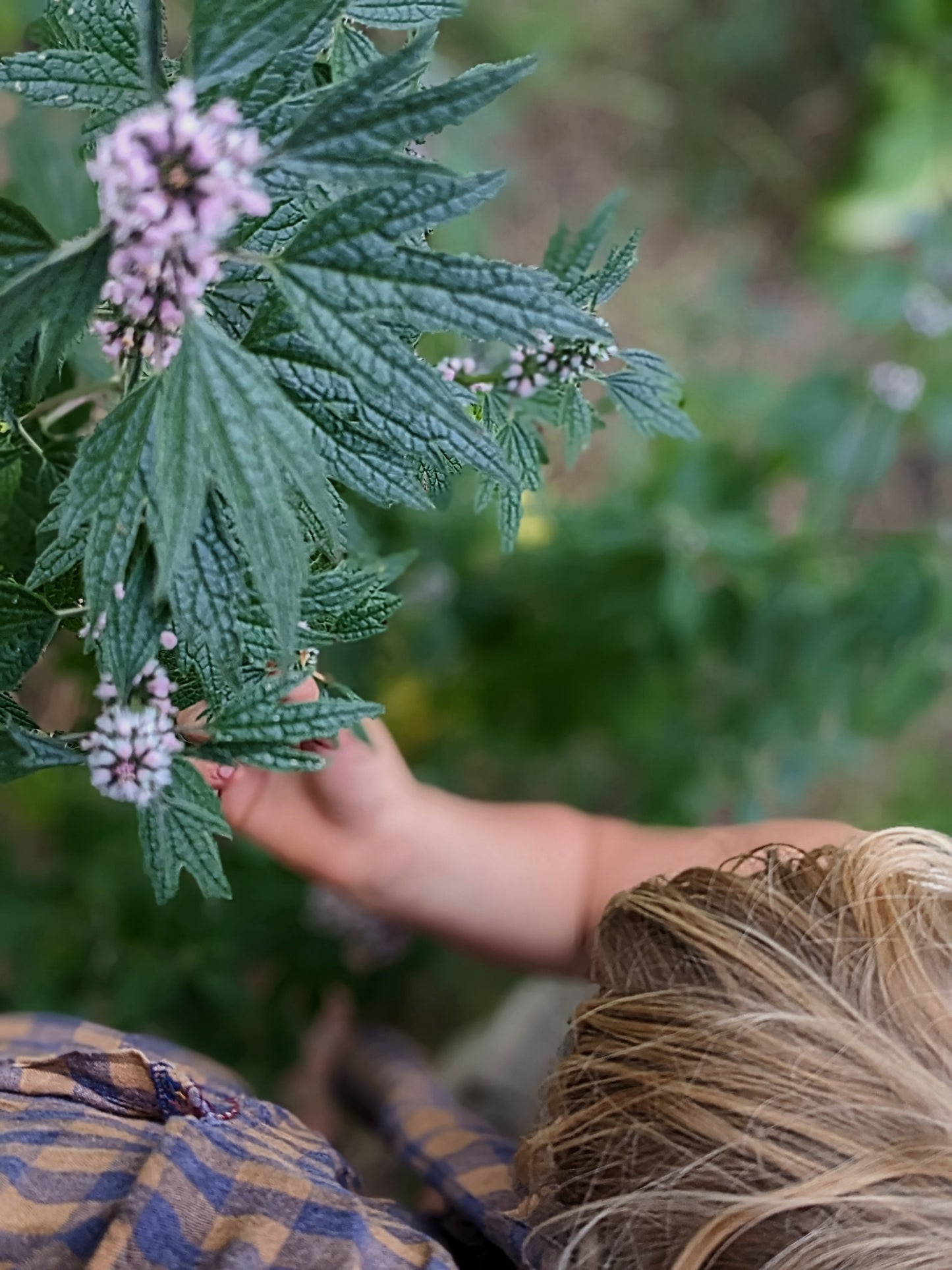 Motherwort Tincture - Elixir