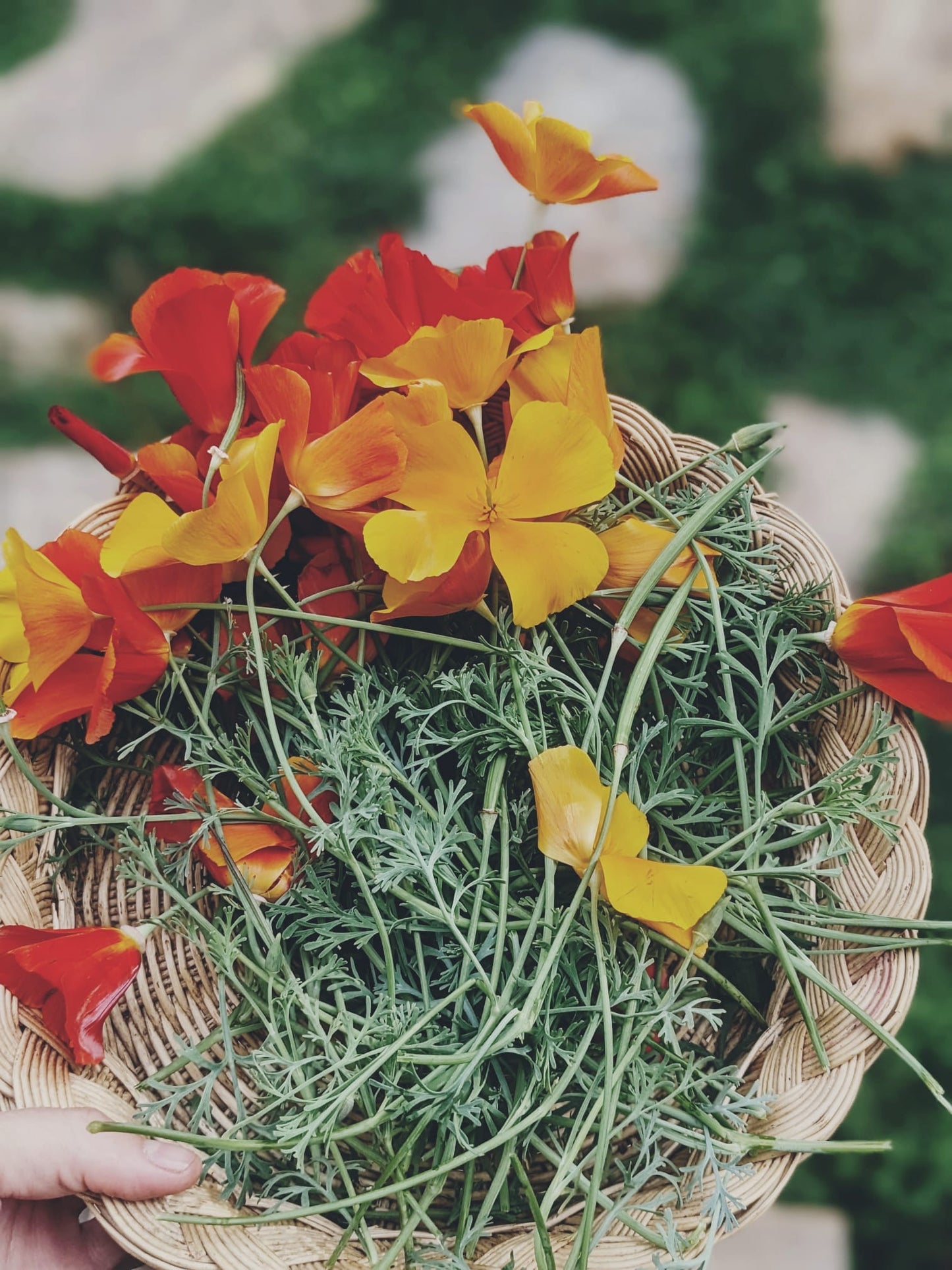 “Earth Song” - California Poppy elixir - 60ml