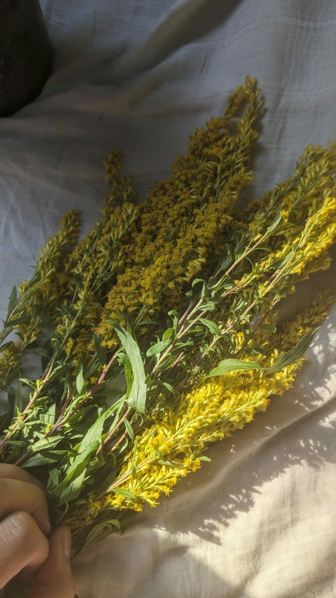 Goldenrod Elixir - 60ml