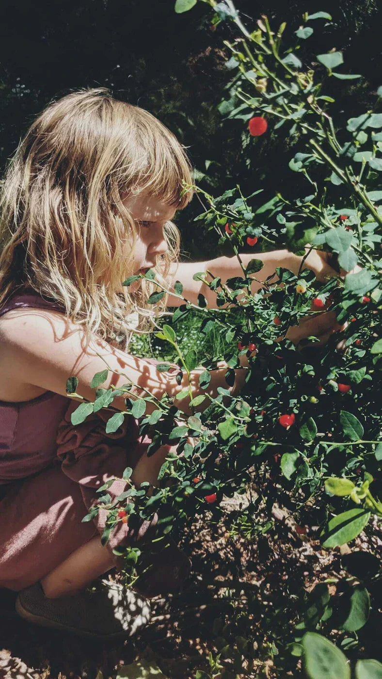 Summer Oxymel