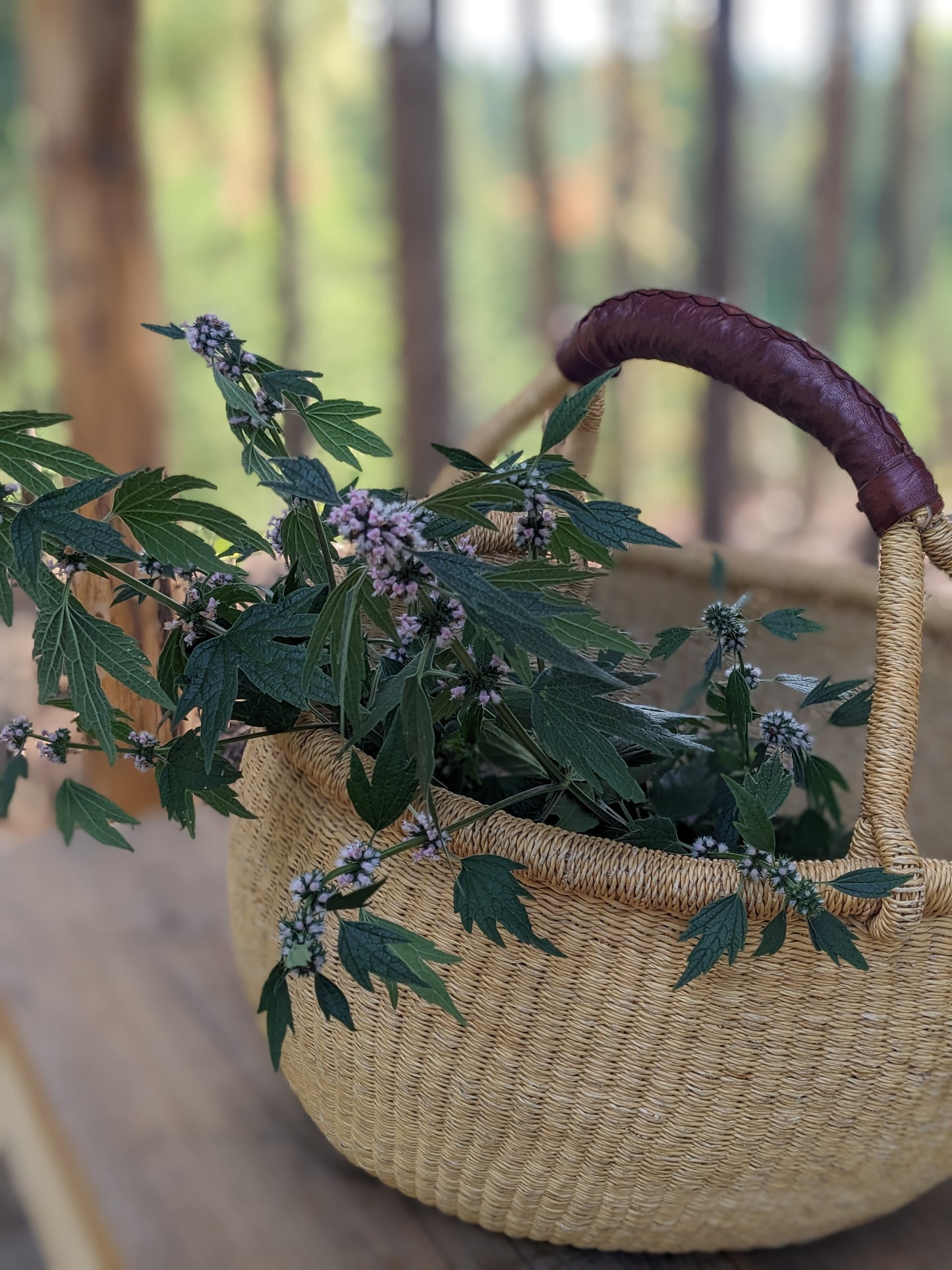 Motherwort Tincture - Elixir