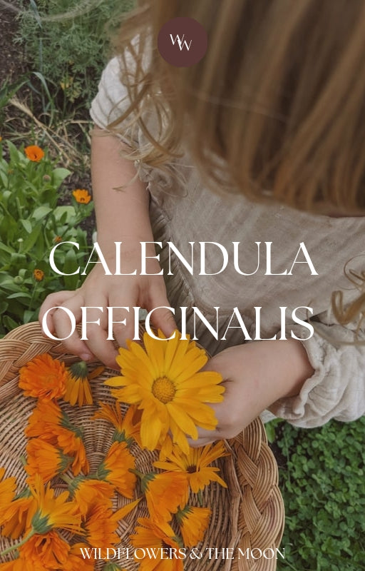 Calendula plant medicine & recipe booklet
