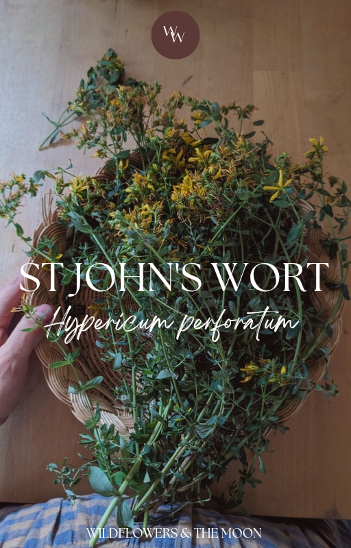 St John's wort medicine