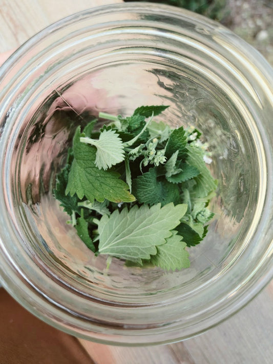 Catnip elixir - 2 oz